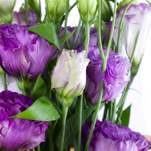 Mor Lisianthus Buketi