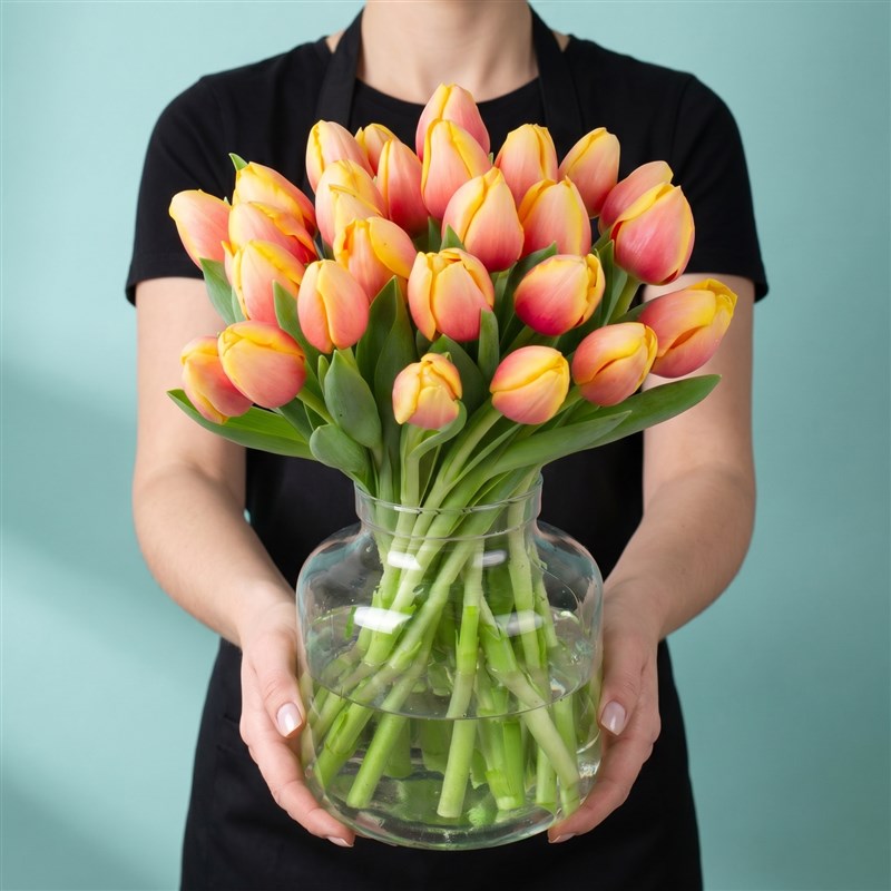 Apricot Candy Lale Bahçesi - Exclusive Collection