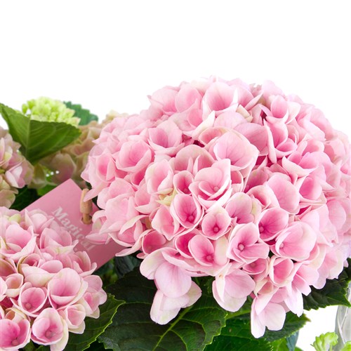 Sepette Pembe Ortanca