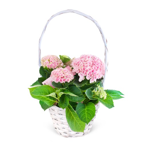 Sepette Pembe Ortanca