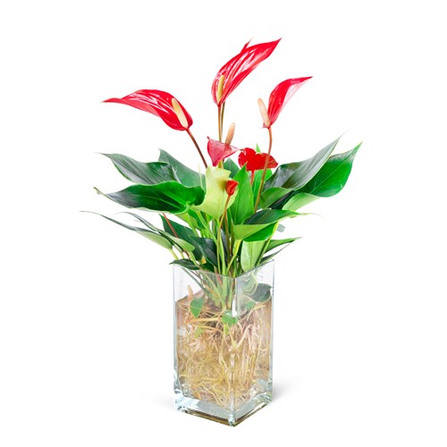 Camda Anthurium Bandolero