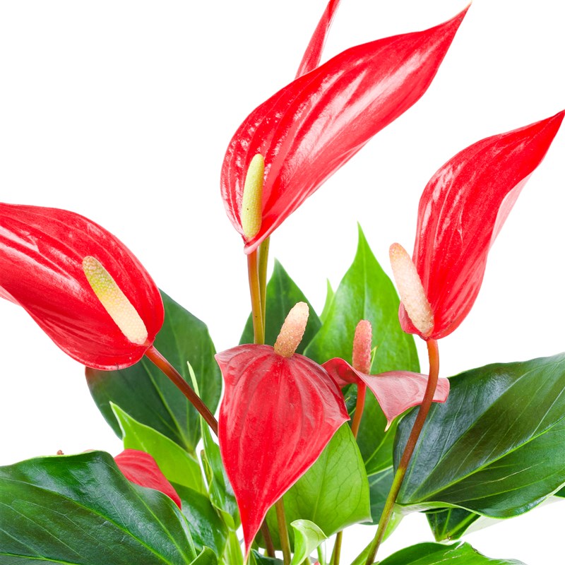 Camda Anthurium Bandolero
