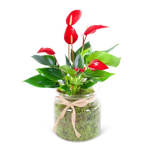 Cam Vazoda Anthurium Bandolero