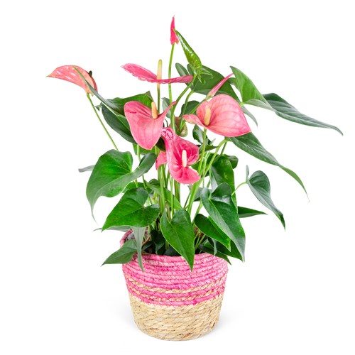 Hasır Sepette Pembe Anthurium