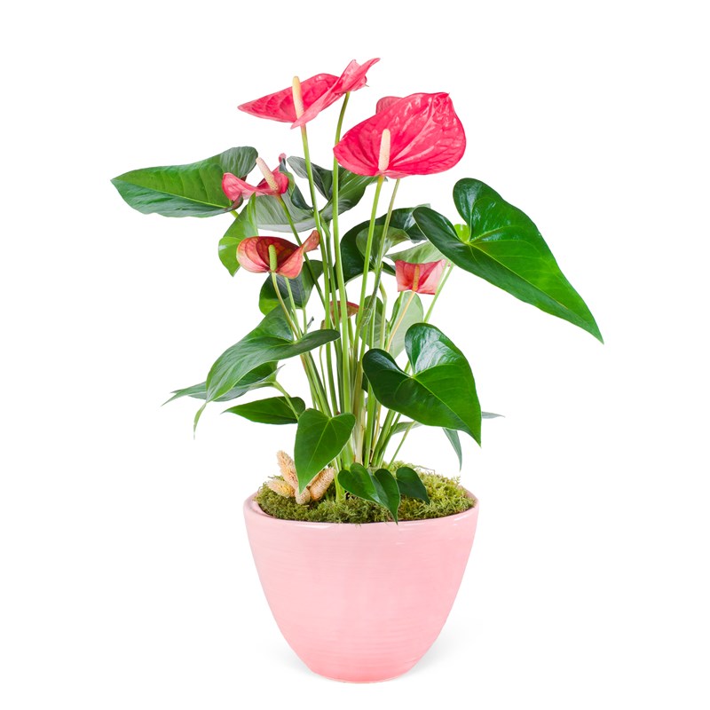 Pudra Saksıda Pembe Antoryum