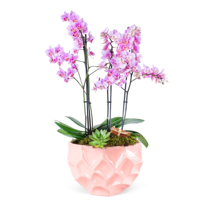 Premium Soft Pembe Orkide Bahçesi