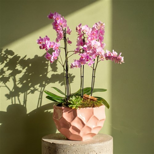 Premium Soft Pembe Orkide Bahçesi