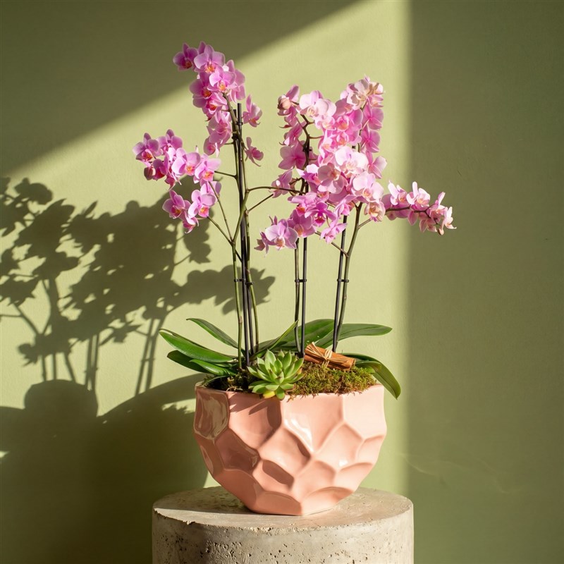 Premium Soft Pembe Orkide Bahçesi