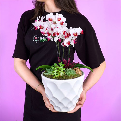 Premium Beyaz Fuşya Orkide Bahçesi