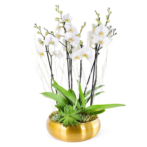 Premium Elegance Beyaz Orkide