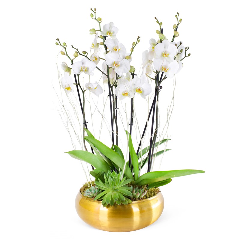 Premium Elegance Beyaz Orkide