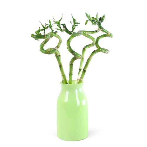 Bambu Aranjmanı Green Harmony