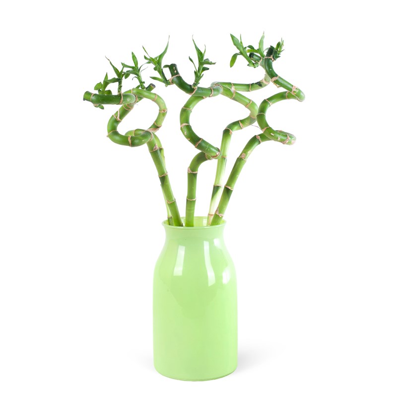 Bambu Aranjmanı Green Harmony