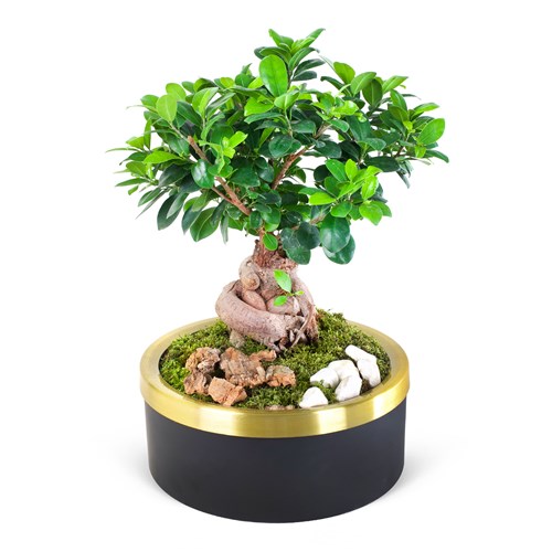 Special Saksıda Ficus Ginseng Bonsai Ağacı