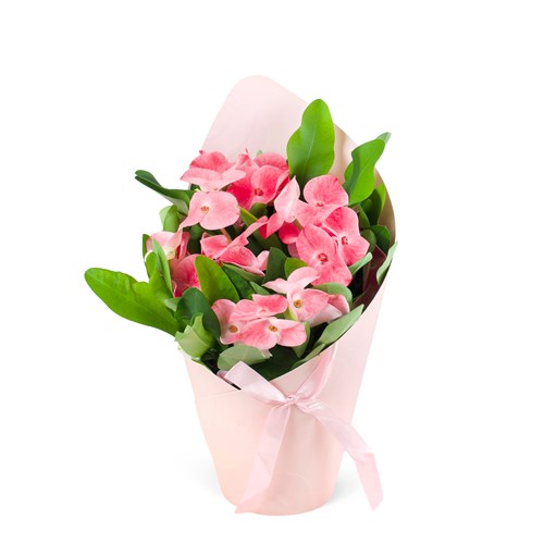 Saksıda Euphorbia Milli