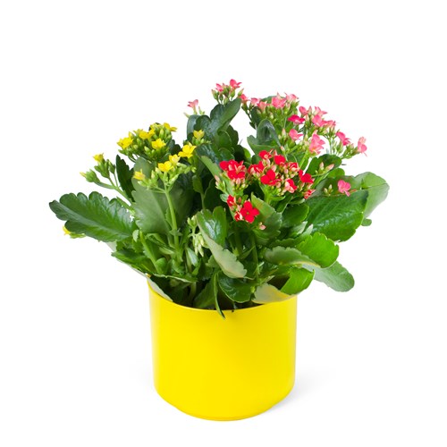 Renk Bahçesi Kalanchoe