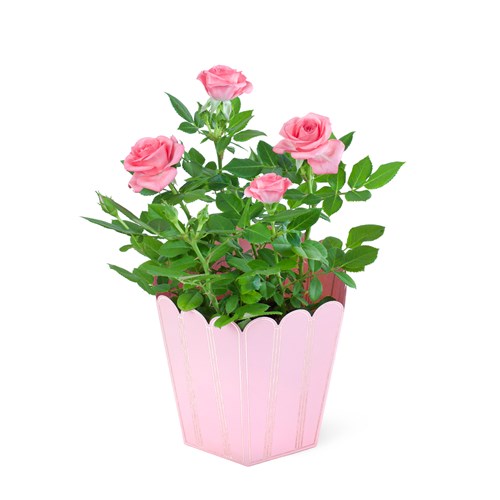 Saksıda Pembe Gül