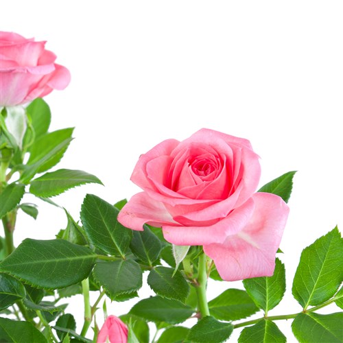 Saksıda Pembe Gül