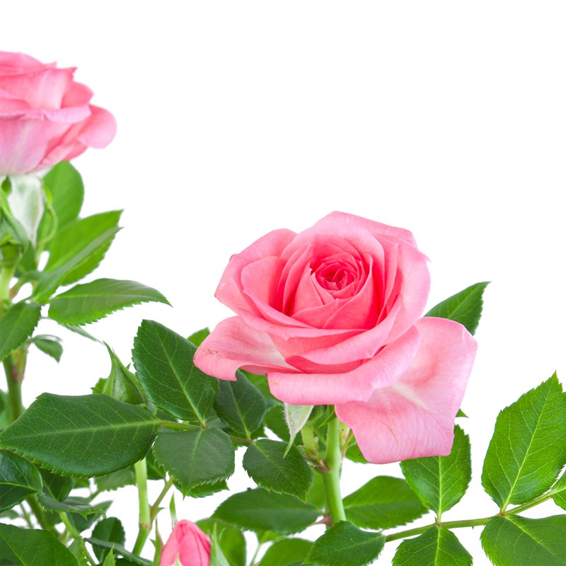Saksıda Pembe Gül
