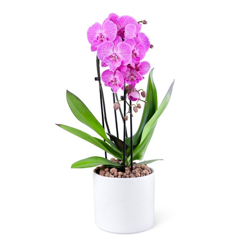 Saksıda Kırçıllı Pembe Cascade