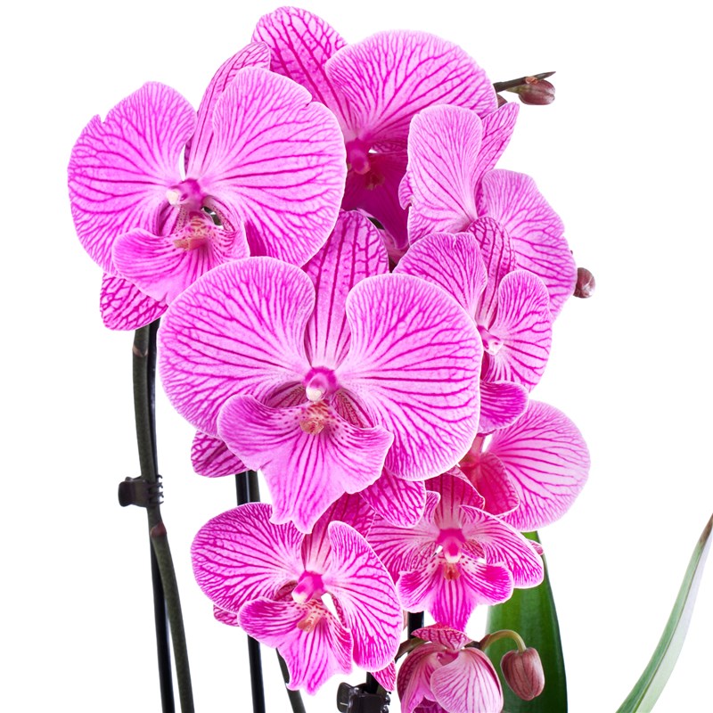 Saksıda Kırçıllı Pembe Cascade