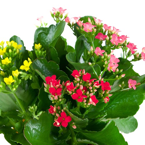 Renk Bahçesi Kalanchoe