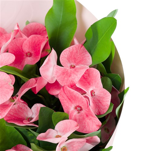 Saksıda Euphorbia Milli