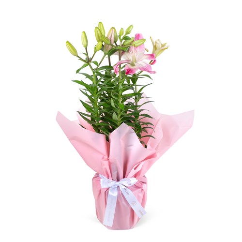Saksıda Soft Pembe Lilyum Aranjmanı