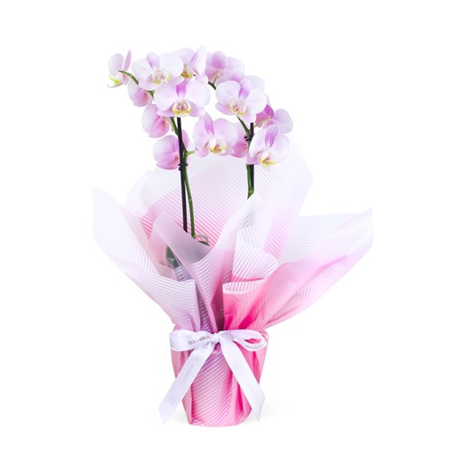 Pastel Pembe Orkide Aranjmanı Multi Midi Çift Dallı