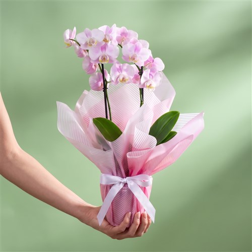 Pastel Pembe Orkide Aranjmanı Multi Midi Çift Dallı