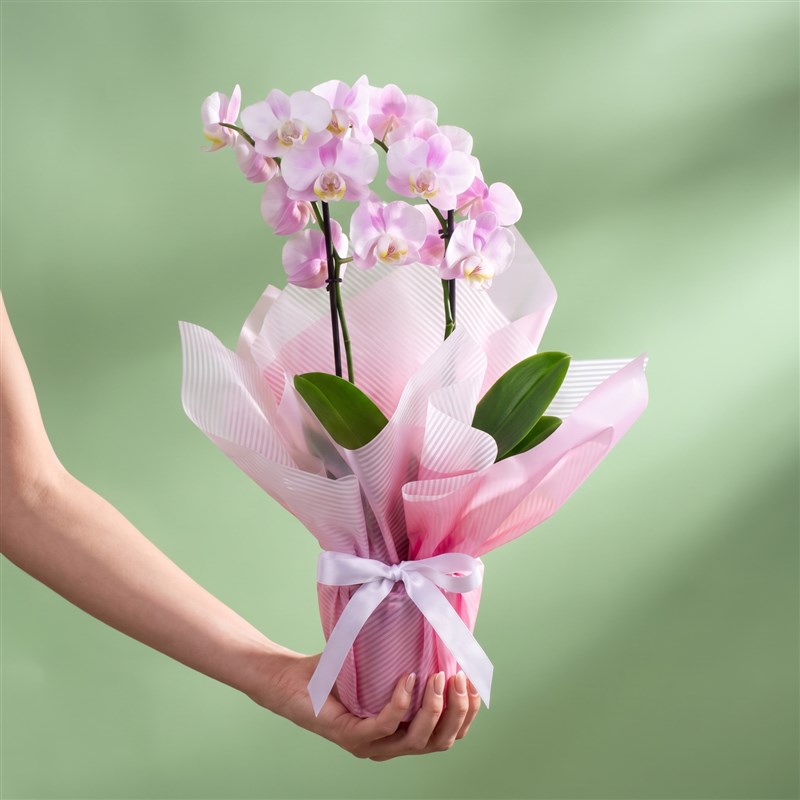 Pastel Pembe Orkide Aranjmanı Multi Midi Çift Dallı