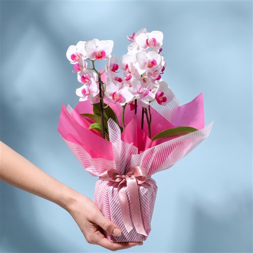 Cutie Multi Midi Çift Dallı Fuşya Beyaz Orkide Aranjmanı