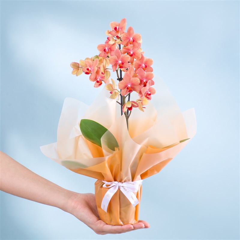 Turuncu Orkide Aranjmanı Multi Midi Çift Dallı