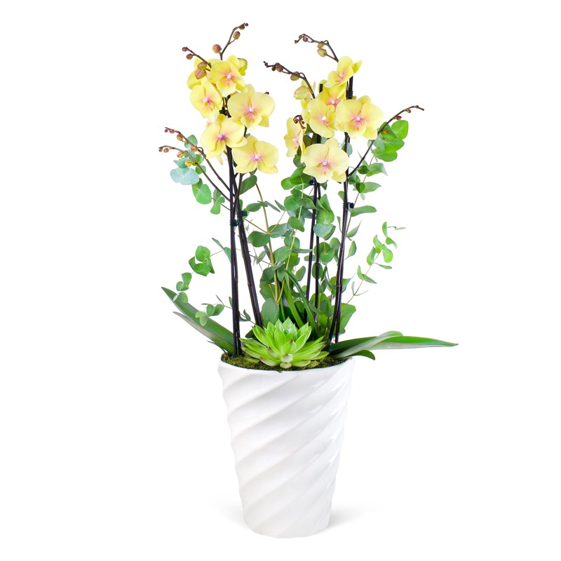 Premium Yellow Orchid Honey Glow