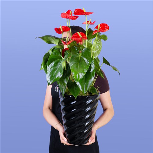 Premium Red Festival Anthurium