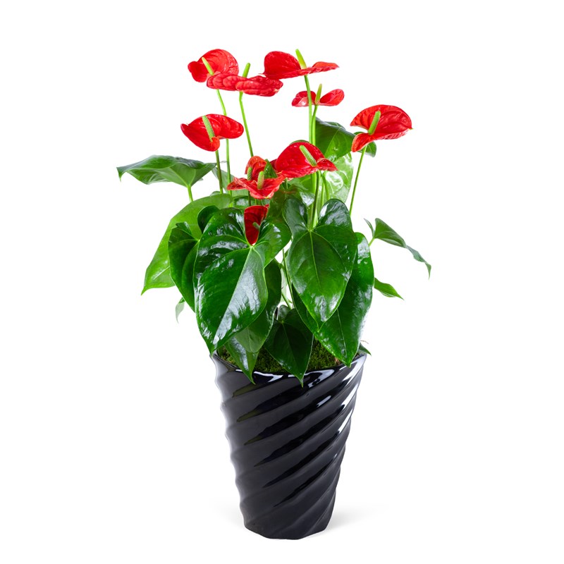 Premium Red Festival Anthurium