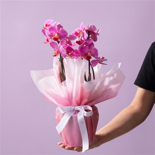 Cutie Multi Midi Çift Dallı Kırçıllı Pembe Orkide Aranjmanı