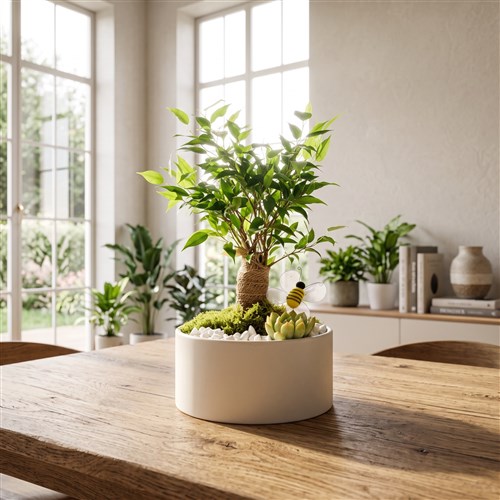 Saksıda Ficus Natasja Aranjmanı