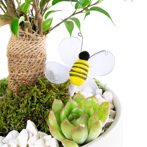 Saksıda Ficus Natasja Aranjmanı