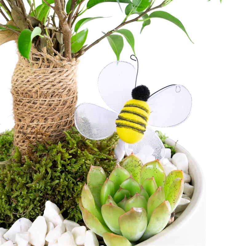 Saksıda Ficus Natasja Aranjmanı