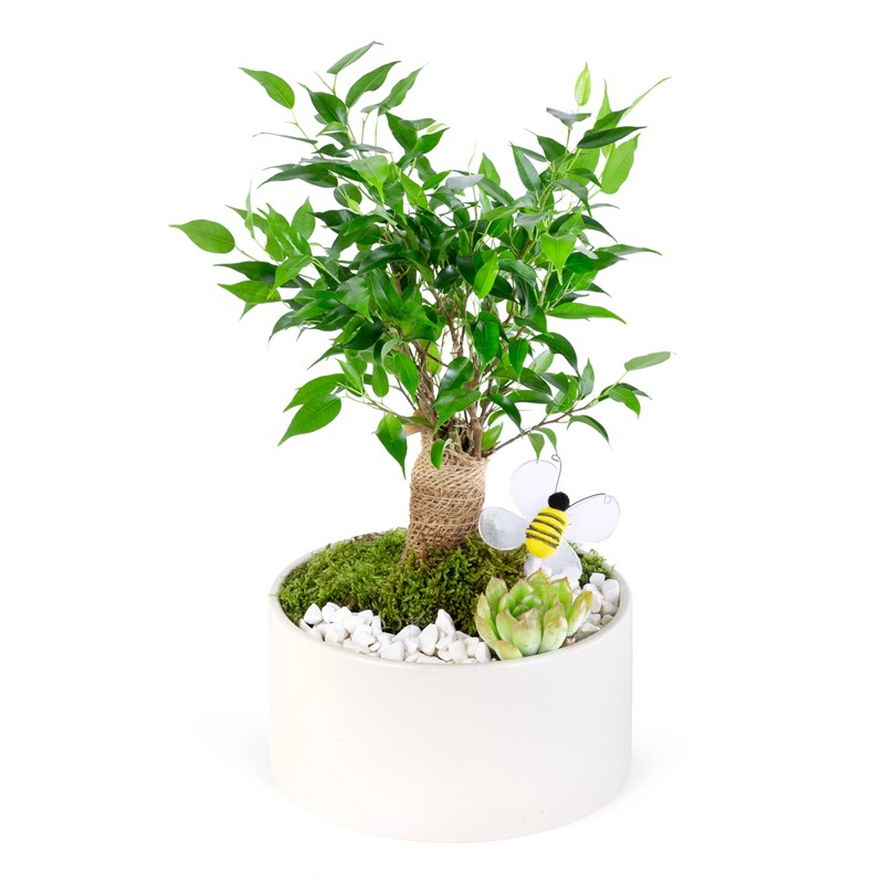 Saksıda Ficus Natasja Aranjmanı