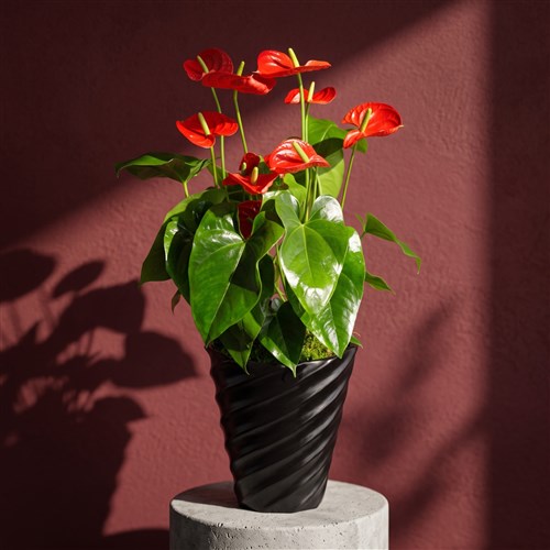 Premium Red Festival Anthurium