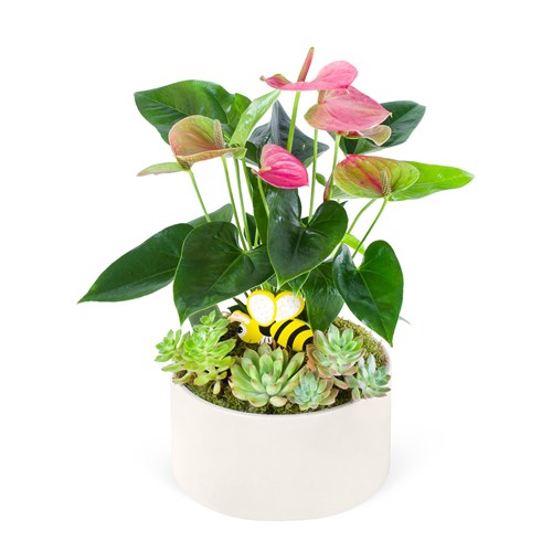 Pembe Anthurium Aranjmanı Avşa