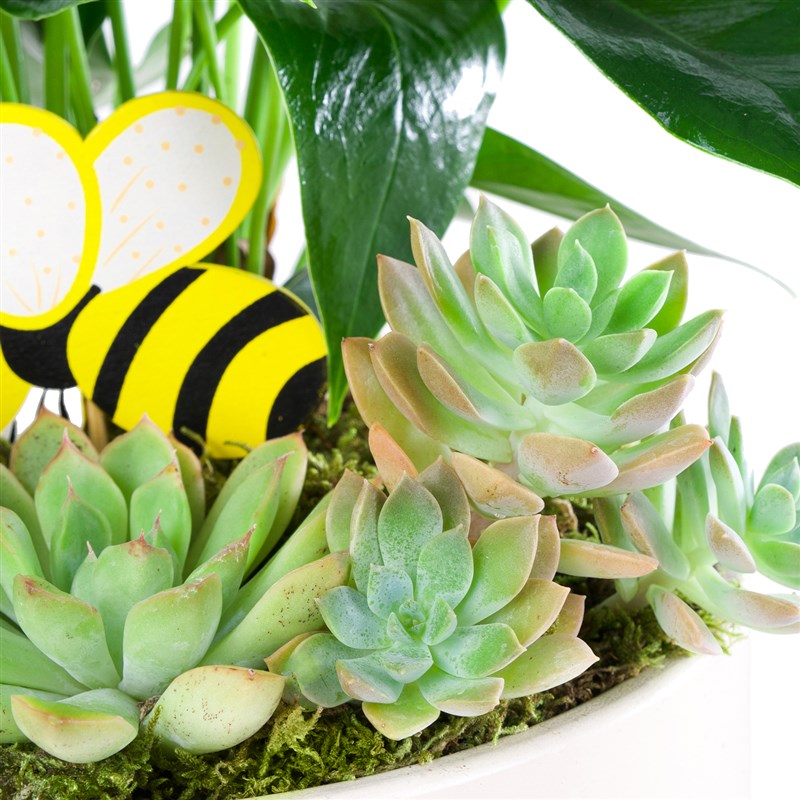 Pembe Anthurium Aranjmanı Avşa