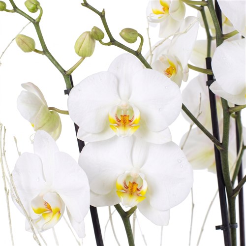 Premium Elegance Beyaz Orkide