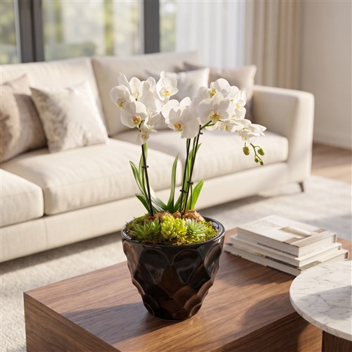 Premium Beyaz Orkide Vienna