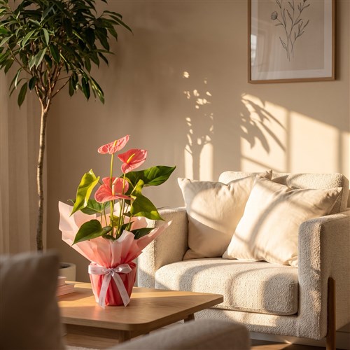 Anthurium Pink Colorado