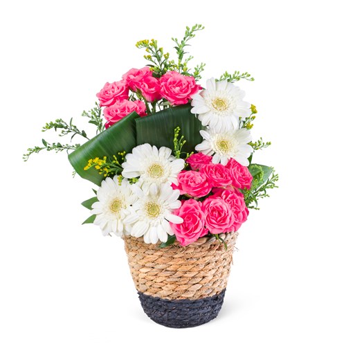 Sepette Gerbera Aranjmanı Balat Fuşya