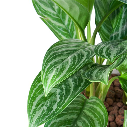 Seramikte Aglaonema Aranjmanı