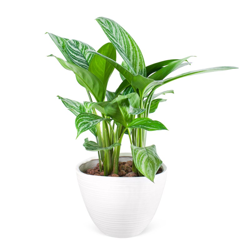 Seramikte Aglaonema Aranjmanı